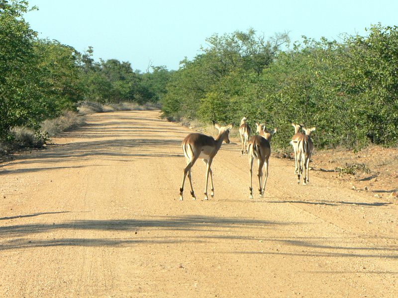 JAR 022_gaz.JPG - Jako správným Gazelám nám udělaly největší radost gazely - druh Impala. Radost z nich postupem času upadala. V parku jich je přes stotisíc.